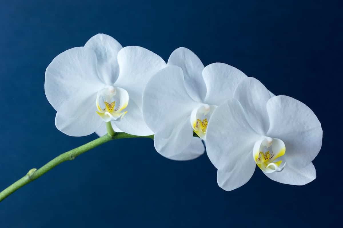 orchidée  tailler