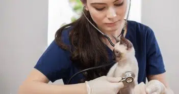 Comment se passe les consultations vétérinaires à domicile à Nîmes