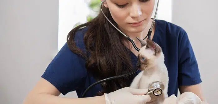 Comment se passe les consultations vétérinaires à domicile à Nîmes