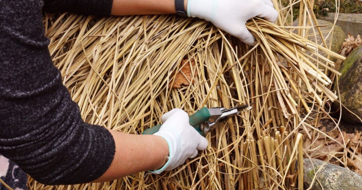 Pourquoi choisir les granulés de miscanthus pour chauffer votre maison