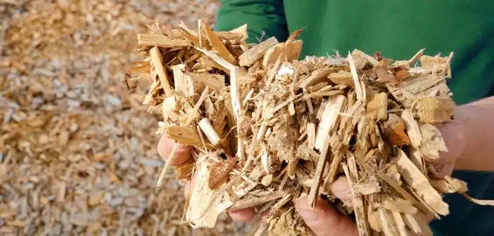 Pourquoi choisir les granulés de miscanthus pour chauffer votre maison