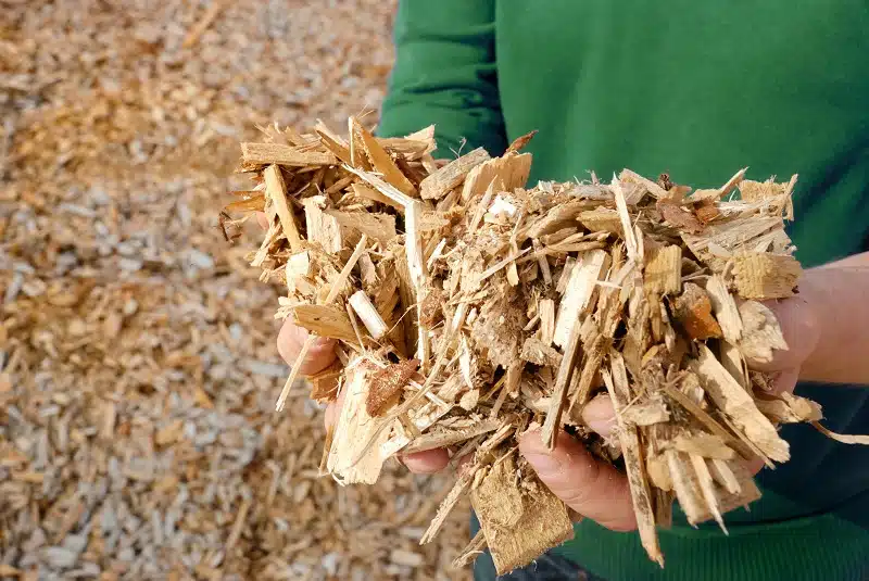 Pourquoi choisir les granulés de miscanthus pour chauffer votre maison