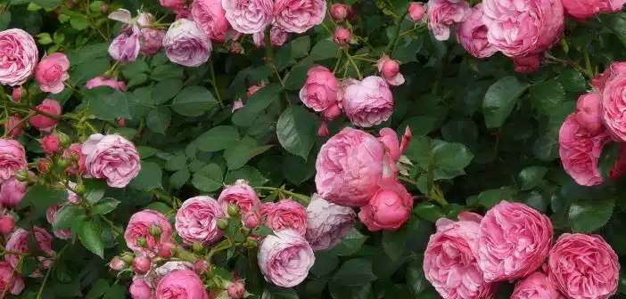 bouturage des pivoines 