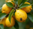 Branche de citron sain avec cochenilles et feuilles vertes