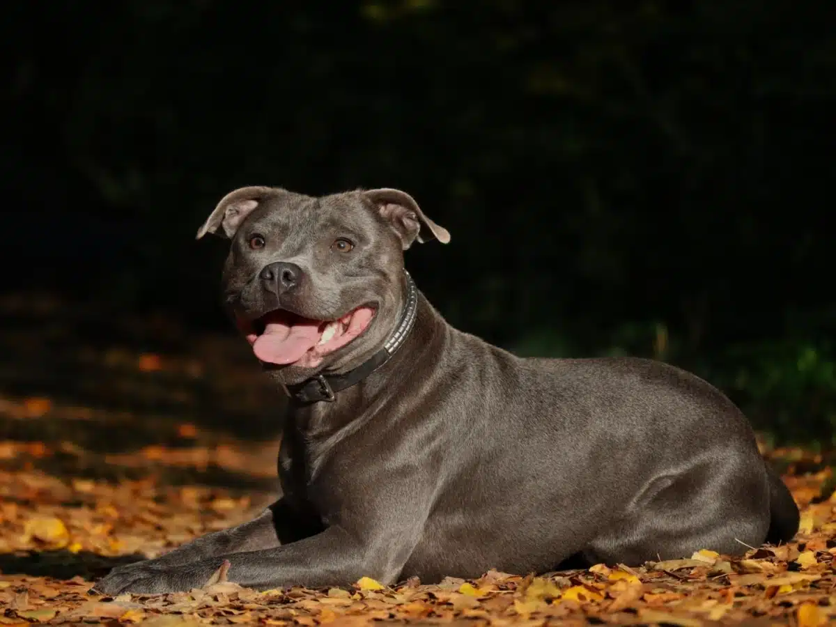 le Staffie noir 