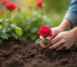 Main plantant une rose dans la terre du jardin
