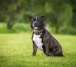 le Staffie noir 