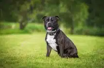 le Staffie noir 