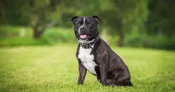 le Staffie noir 