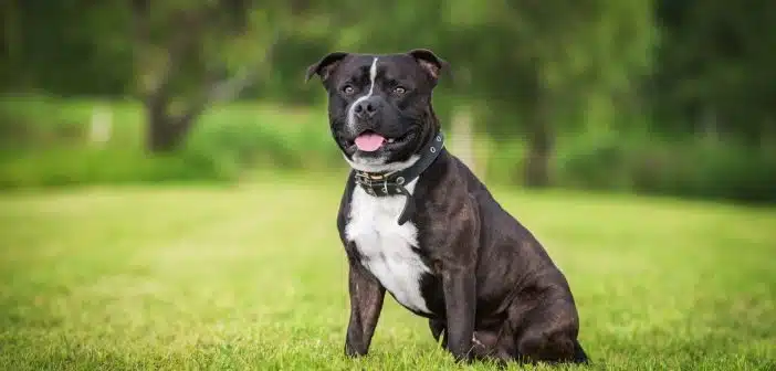 le Staffie noir 