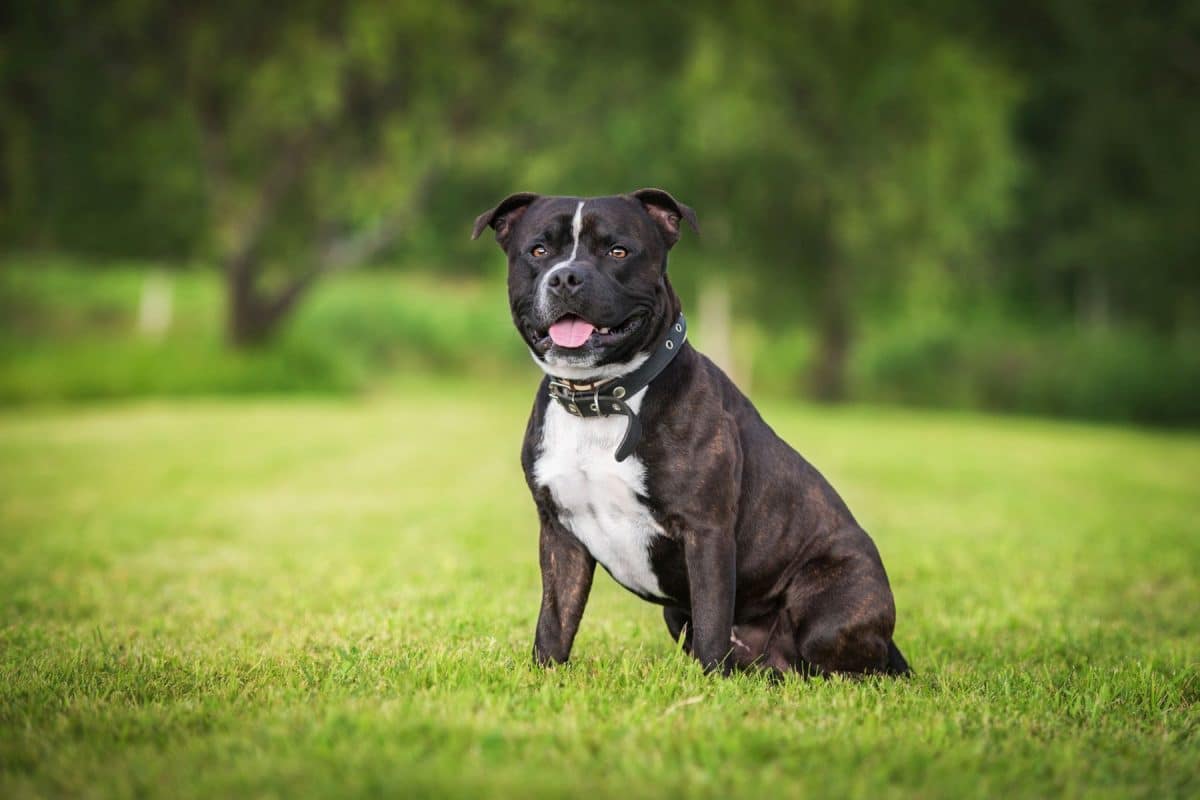 le Staffie noir 