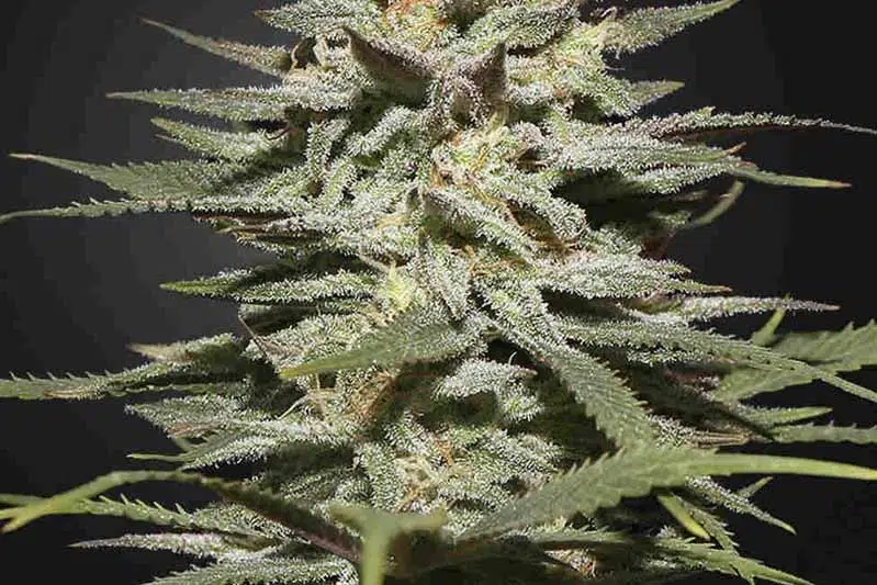 lemon haze